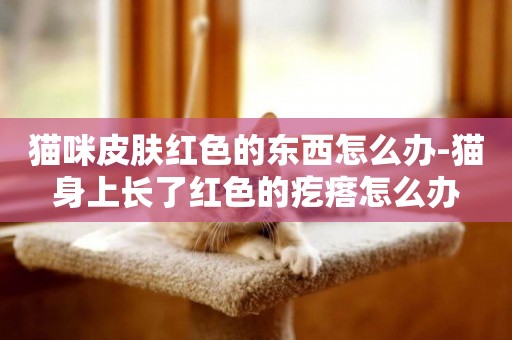 貓咪皮膚紅色的東西怎么辦-貓身上長了紅色的疙瘩怎么辦