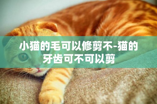 小貓的毛可以修剪不-貓的牙齒可不可以剪