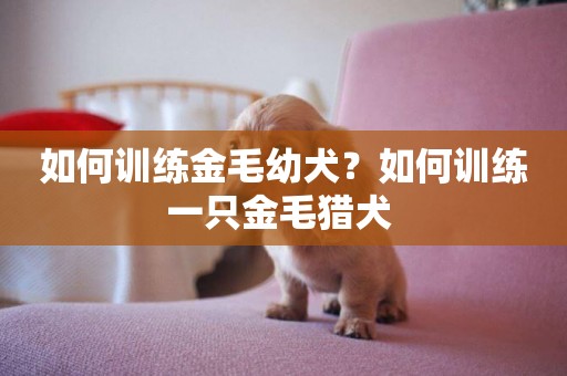 如何訓練金毛幼犬？如何訓練一只金毛獵犬 