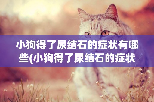 小狗得了尿結石的癥狀有哪些(小狗得了尿結石的癥狀有哪些吃什么藥)
