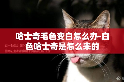 哈士奇毛色變白怎么辦-白色哈士奇是怎么來的