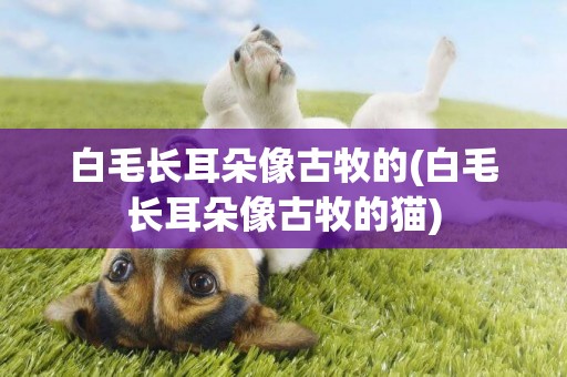 白毛長耳朵像古牧的(白毛長耳朵像古牧的貓)