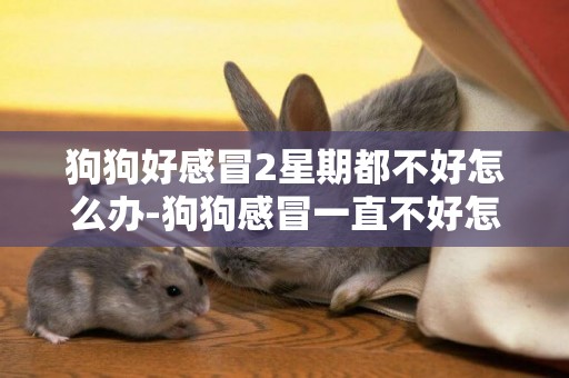 狗狗好感冒2星期都不好怎么辦-狗狗感冒一直不好怎么辦