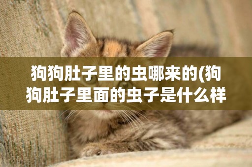 狗狗肚子里的蟲哪來的(狗狗肚子里面的蟲子是什么樣子的)