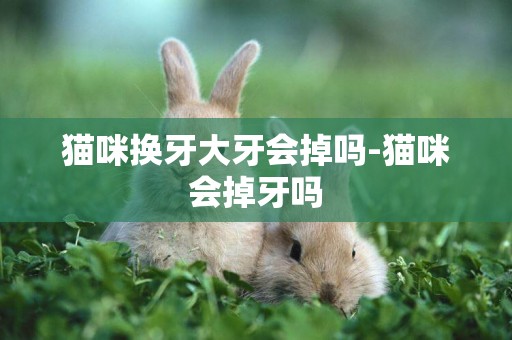 貓咪換牙大牙會掉嗎-貓咪會掉牙嗎