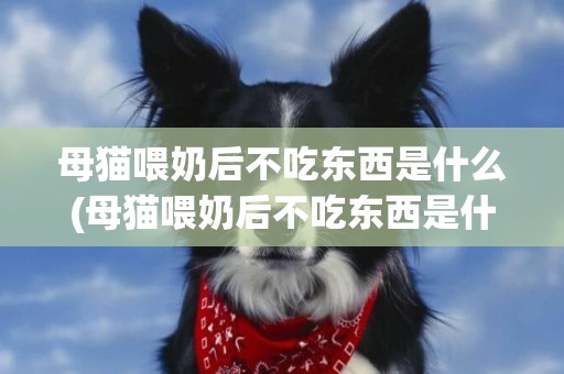 母貓喂奶后不吃東西是什么(母貓喂奶后不吃東西是什么原因)