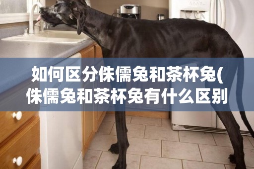 如何區分侏儒兔和茶杯兔(侏儒兔和茶杯兔有什么區別)