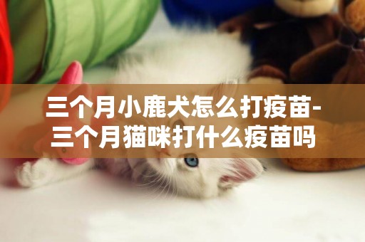 三個月小鹿犬怎么打疫苗-三個月貓咪打什么疫苗嗎