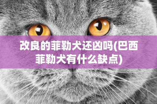 改良的菲勒犬還兇嗎(巴西菲勒犬有什么缺點)