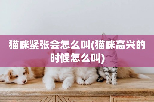 貓咪緊張會怎么叫(貓咪高興的時候怎么叫)