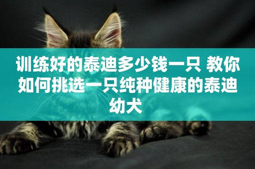 訓練好的泰迪多少錢一只 教你如何挑選一只純種健康的泰迪幼犬 