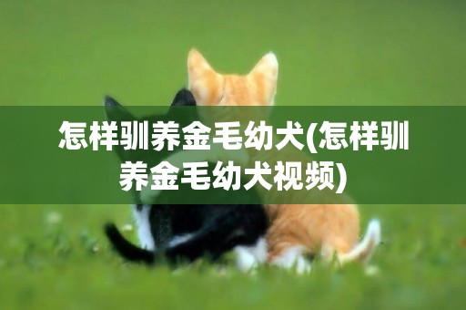 怎樣馴養金毛幼犬(怎樣馴養金毛幼犬視頻)