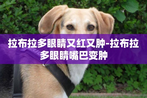 拉布拉多眼睛又紅又腫-拉布拉多眼睛嘴巴變腫