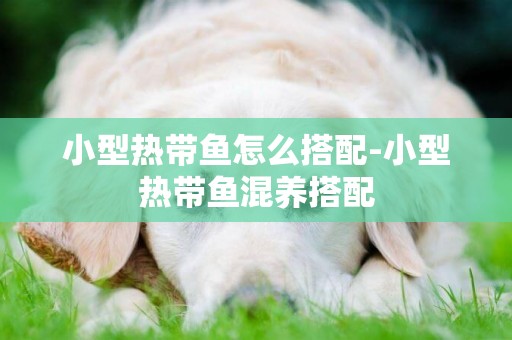 小型熱帶魚怎么搭配-小型熱帶魚混養搭配