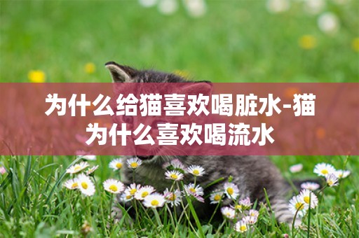 為什么給貓喜歡喝臟水-貓為什么喜歡喝流水