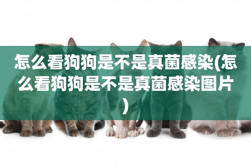 怎么看狗狗是不是真菌感染(怎么看狗狗是不是真菌感染圖片)
