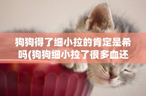 狗狗得了細小拉的肯定是希嗎(狗狗細小拉了很多血還有希望嗎)