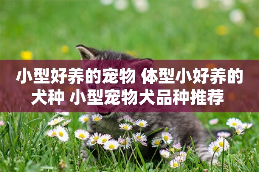 小型好養的寵物 體型小好養的犬種 小型寵物犬品種推薦 