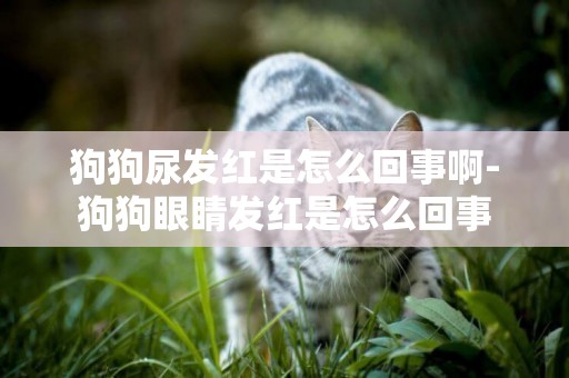 狗狗尿發紅是怎么回事啊-狗狗眼睛發紅是怎么回事
