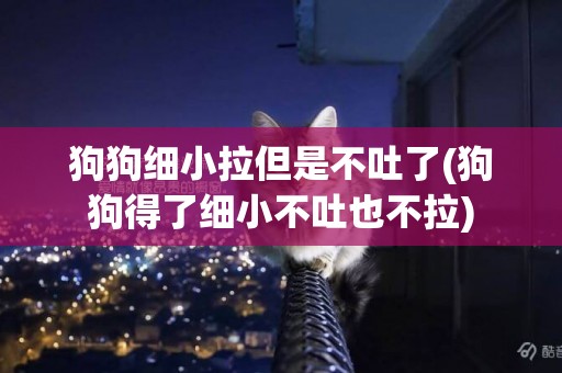 狗狗細小拉但是不吐了(狗狗得了細小不吐也不拉)