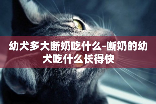 幼犬多大斷奶吃什么-斷奶的幼犬吃什么長得快