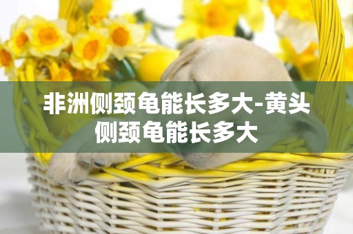 非洲側頸龜能長多大-黃頭側頸龜能長多大