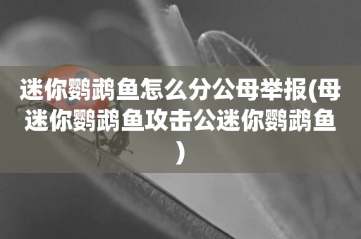 迷你鸚鵡魚怎么分公母舉報(母迷你鸚鵡魚攻擊公迷你鸚鵡魚)