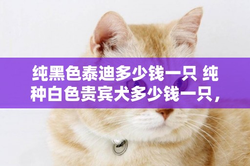 純黑色泰迪多少錢一只 純種白色貴賓犬多少錢一只，現在純種白色貴賓犬的價格 