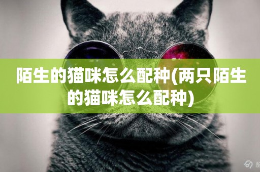陌生的貓咪怎么配種(兩只陌生的貓咪怎么配種)