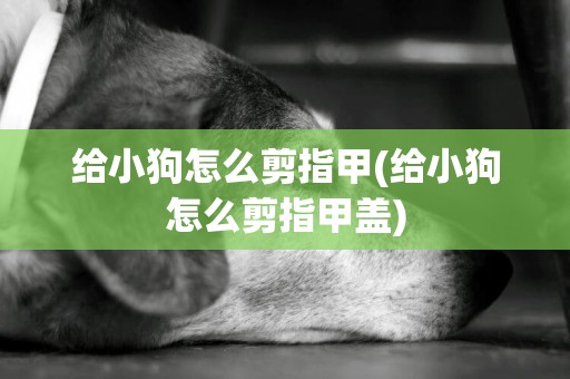 給小狗怎么剪指甲(給小狗怎么剪指甲蓋)