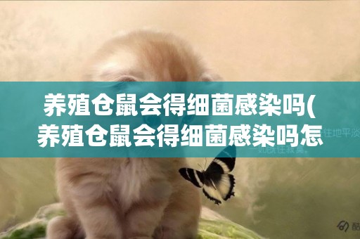 養殖倉鼠會得細菌感染嗎(養殖倉鼠會得細菌感染嗎怎么治療)