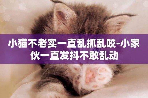小貓不老實一直亂抓亂咬-小家伙一直發抖不敢亂動