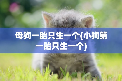母狗一胎只生一個(小狗第一胎只生一個)