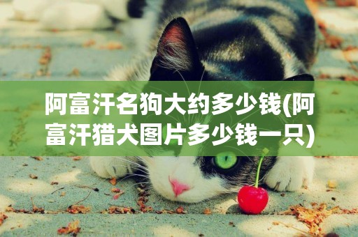 阿富汗名狗大約多少錢(阿富汗獵犬圖片多少錢一只)
