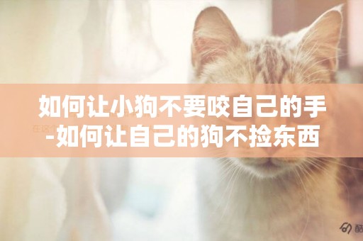 如何讓小狗不要咬自己的手-如何讓自己的狗不撿東西