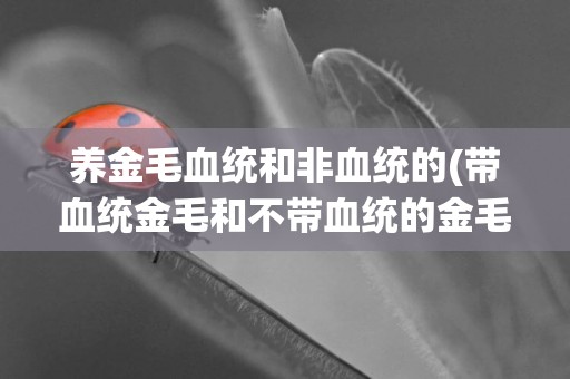 養金毛血統和非血統的(帶血統金毛和不帶血統的金毛區別)