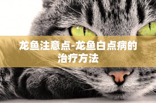龍魚注意點-龍魚白點病的治療方法