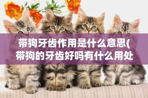帶狗牙齒作用是什么意思(帶狗的牙齒好嗎有什么用處呢)