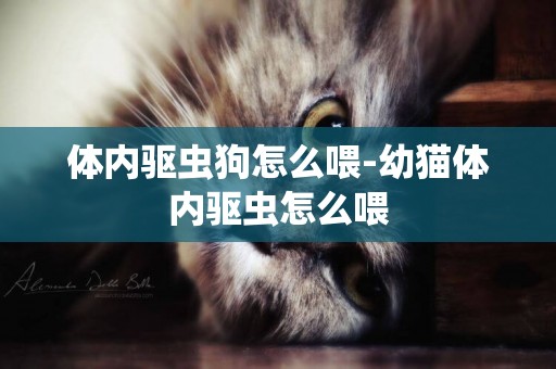 體內驅蟲狗怎么喂-幼貓體內驅蟲怎么喂
