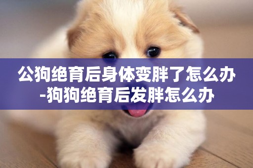公狗絕育后身體變胖了怎么辦-狗狗絕育后發胖怎么辦