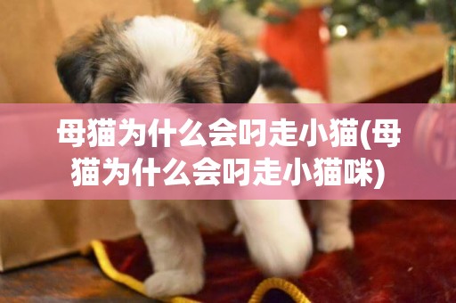 母貓為什么會叼走小貓(母貓為什么會叼走小貓咪)