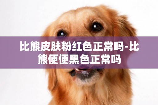 比熊皮膚粉紅色正常嗎-比熊便便黑色正常嗎