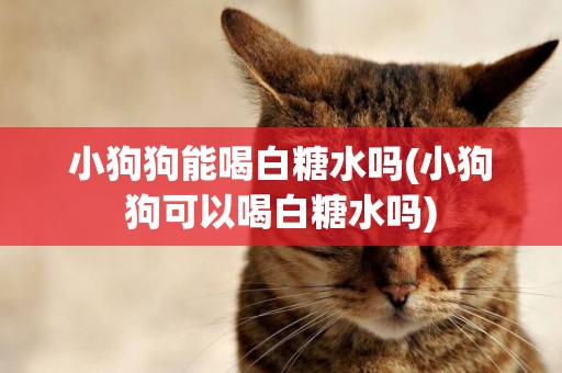 小狗狗能喝白糖水嗎(小狗狗可以喝白糖水嗎)