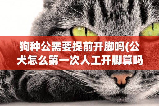 狗種公需要提前開腳嗎(公犬怎么第一次人工開腳算嗎)