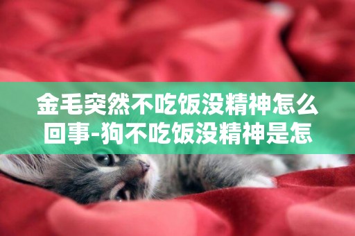 金毛突然不吃飯沒精神怎么回事-狗不吃飯沒精神是怎么回事