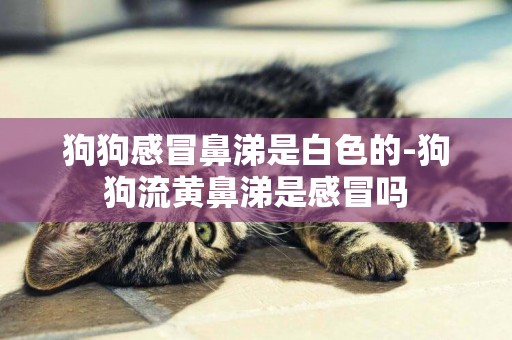 狗狗感冒鼻涕是白色的-狗狗流黃鼻涕是感冒嗎