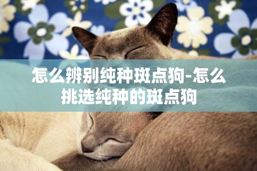 怎么辨別純種斑點狗-怎么挑選純種的斑點狗