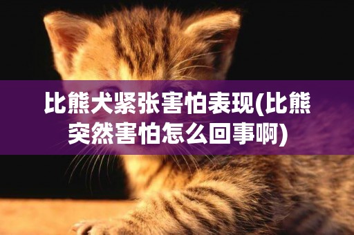 比熊犬緊張害怕表現(比熊突然害怕怎么回事啊)