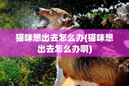 貓咪想出去怎么辦(貓咪想出去怎么辦啊)