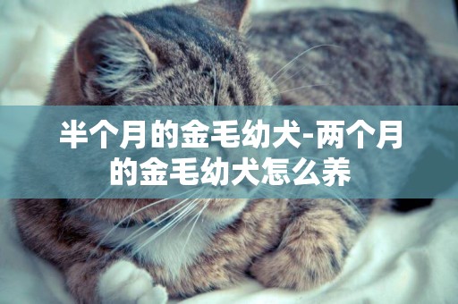 半個月的金毛幼犬-兩個月的金毛幼犬怎么養